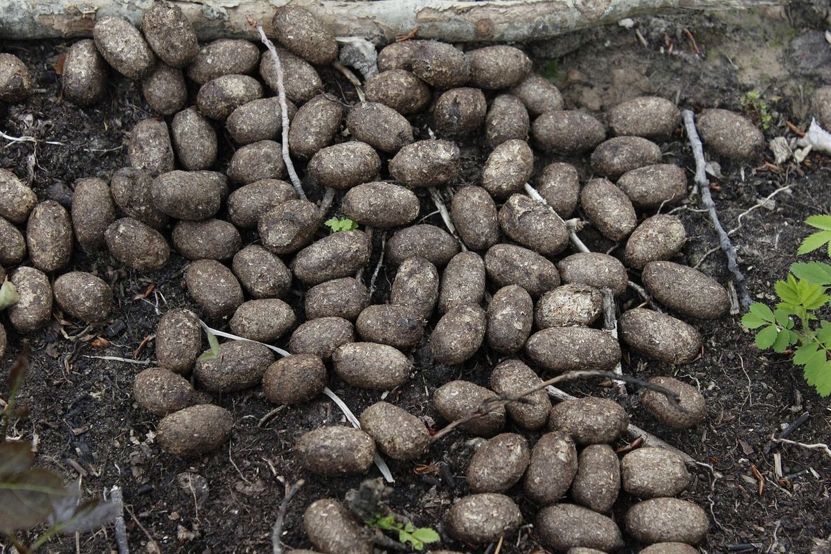 groene poep keutels in de tuin