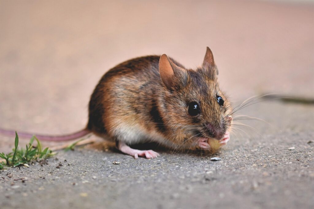 muisje in de tuin