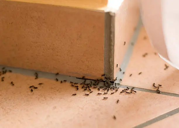 kruipende insecten binnenshuis