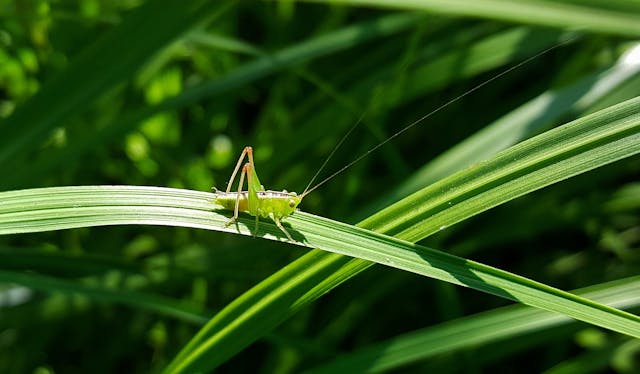 groene sprinkhaan in de tuin