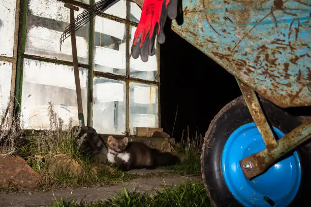 steenmarter op boerderij